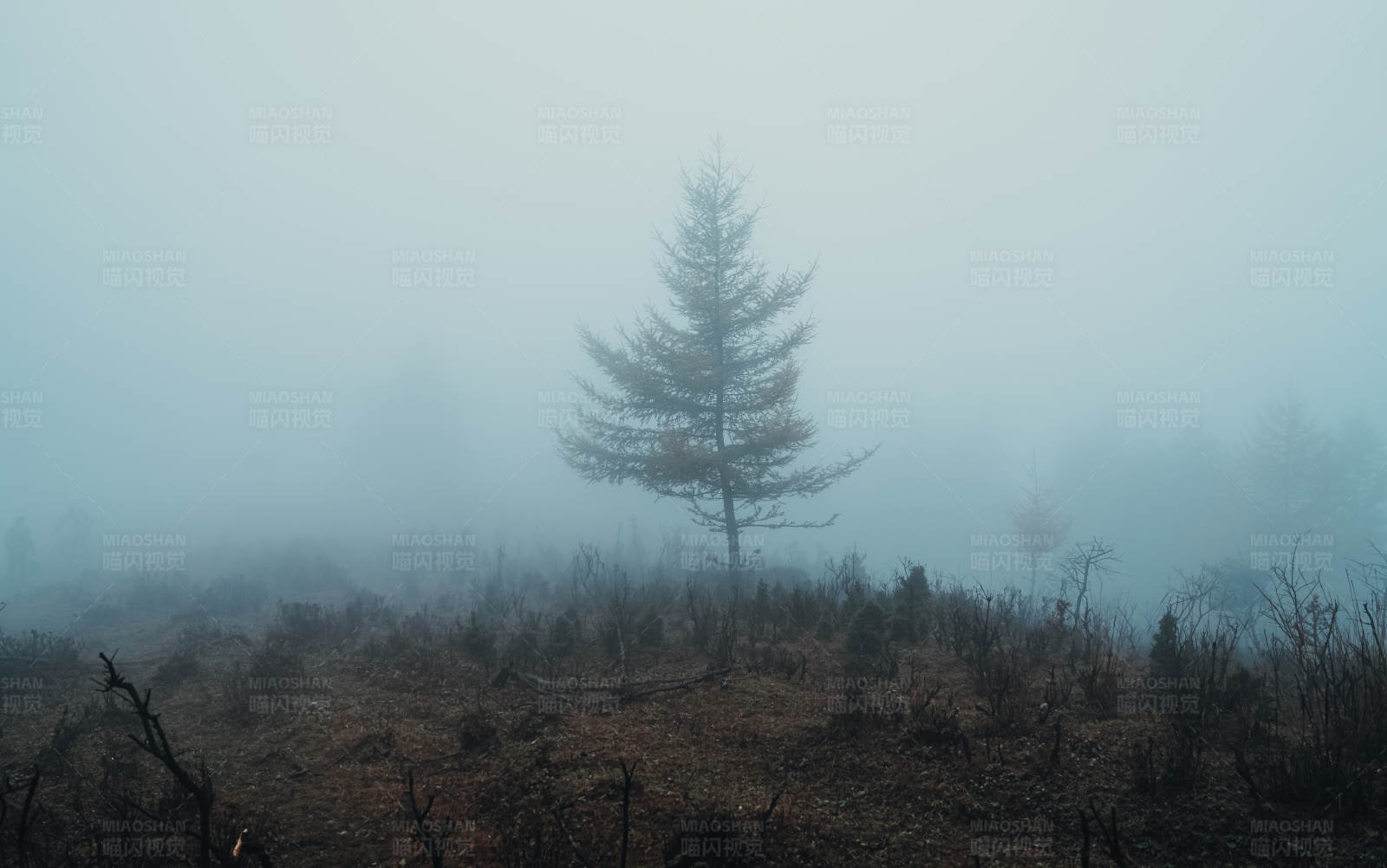 孤树在雾中图片