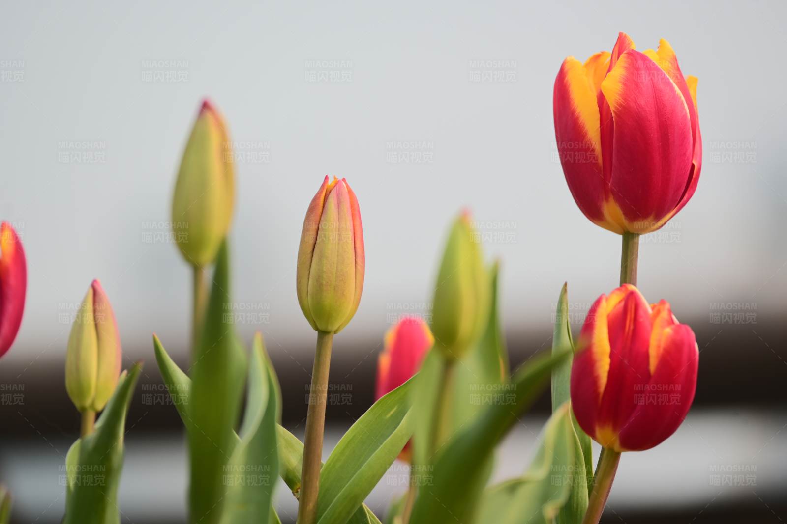 含苞待放的郁金香图片