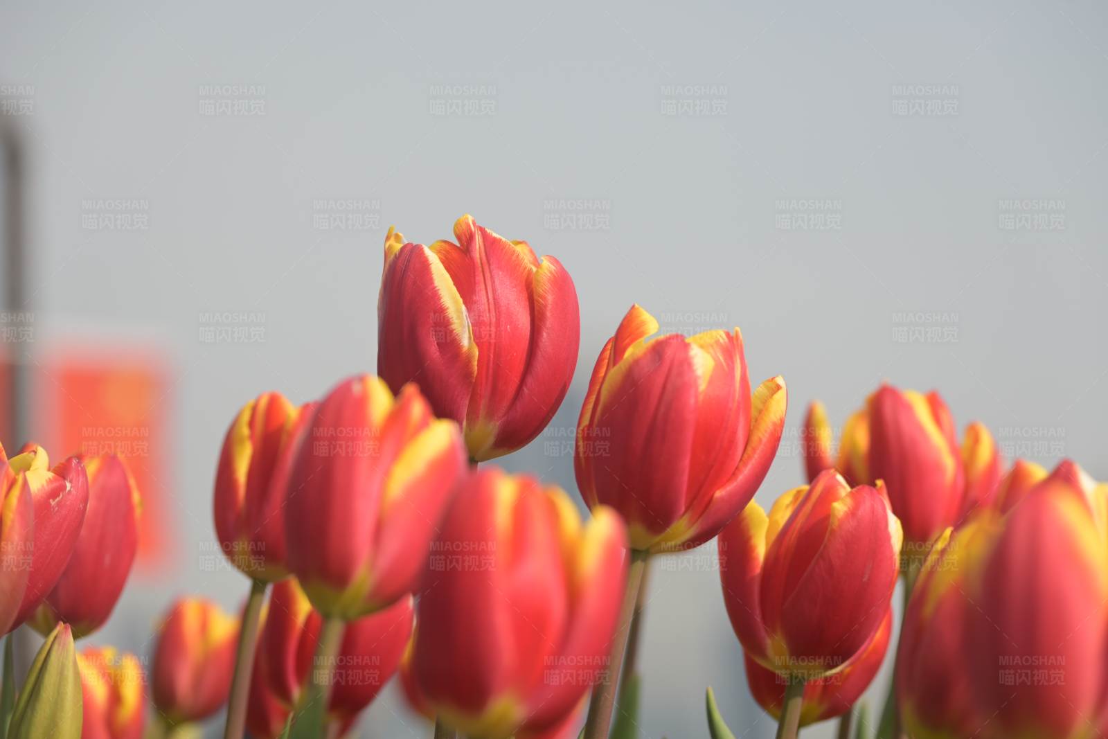 红色郁金香花海图片