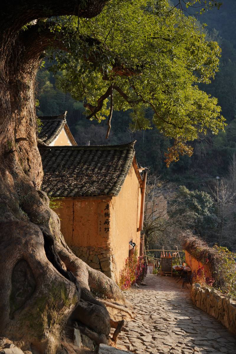 古道旁的老树与老屋图片