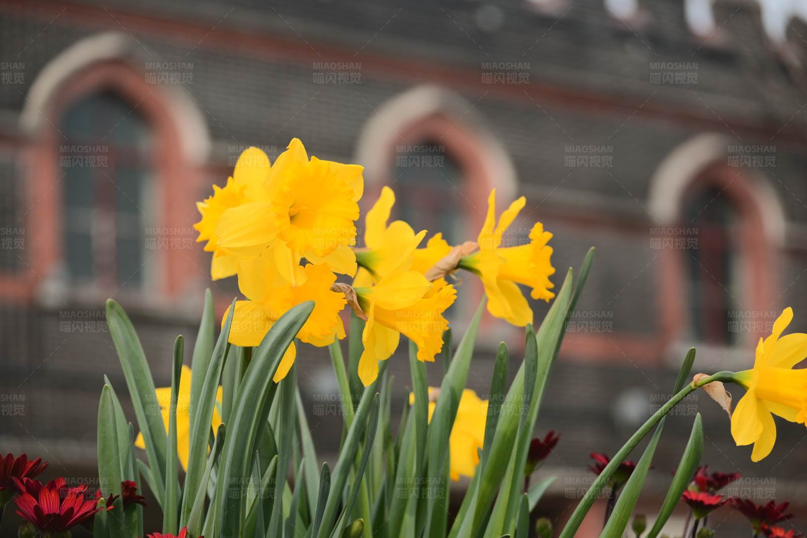 黄花映古建筑图片