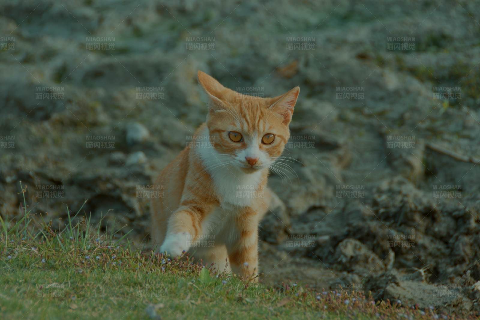 橙白猫的探索之旅图片