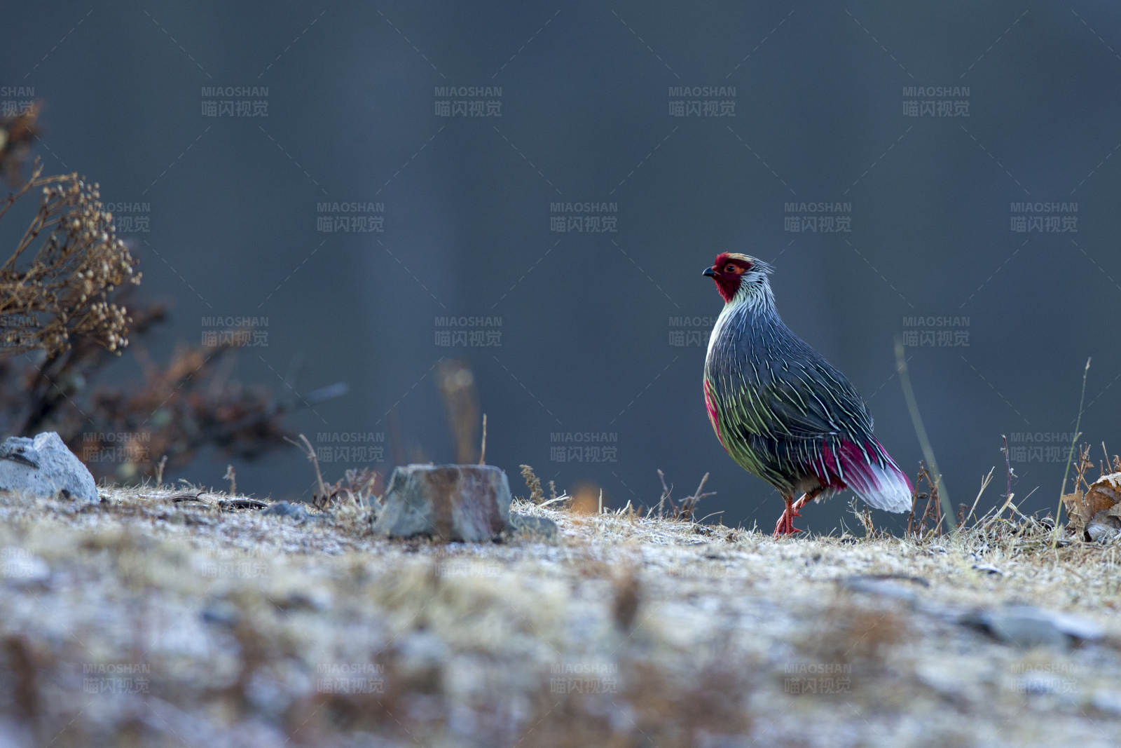 雪地上的彩色雉鸡图片