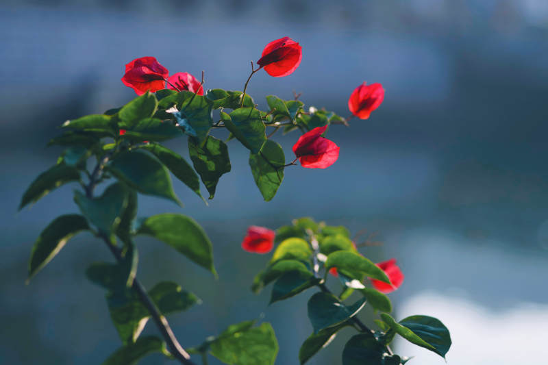 红花绿叶映阳光图片