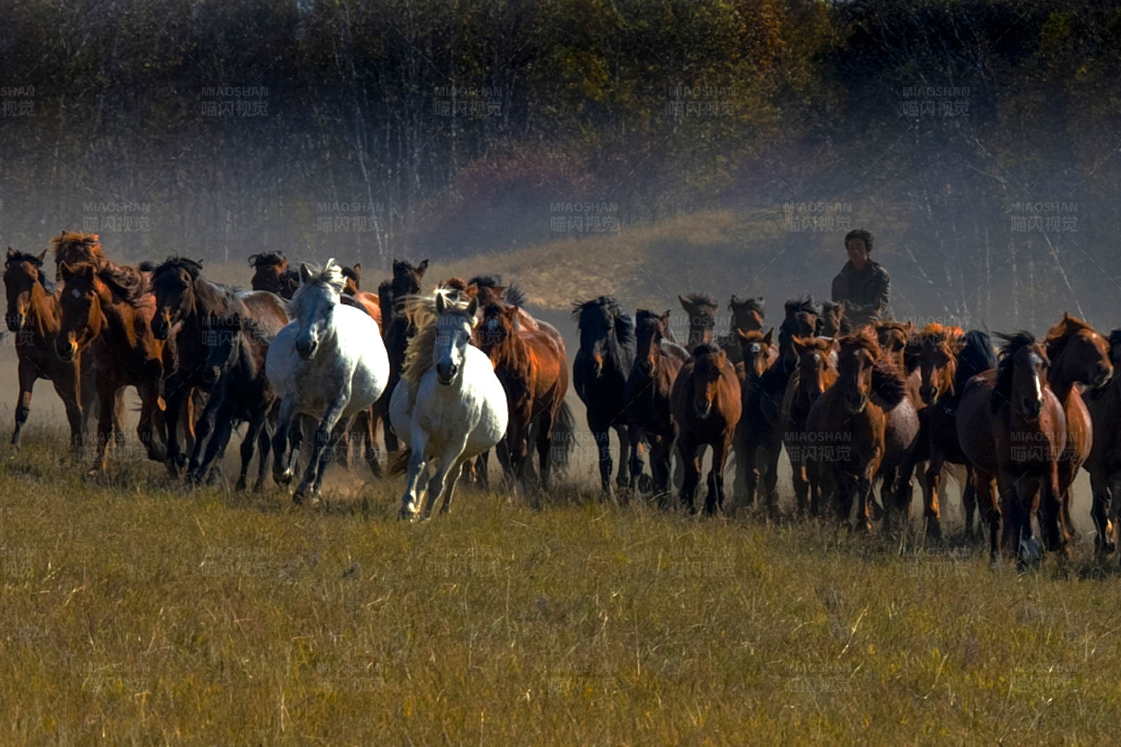 驰骋的马群图片