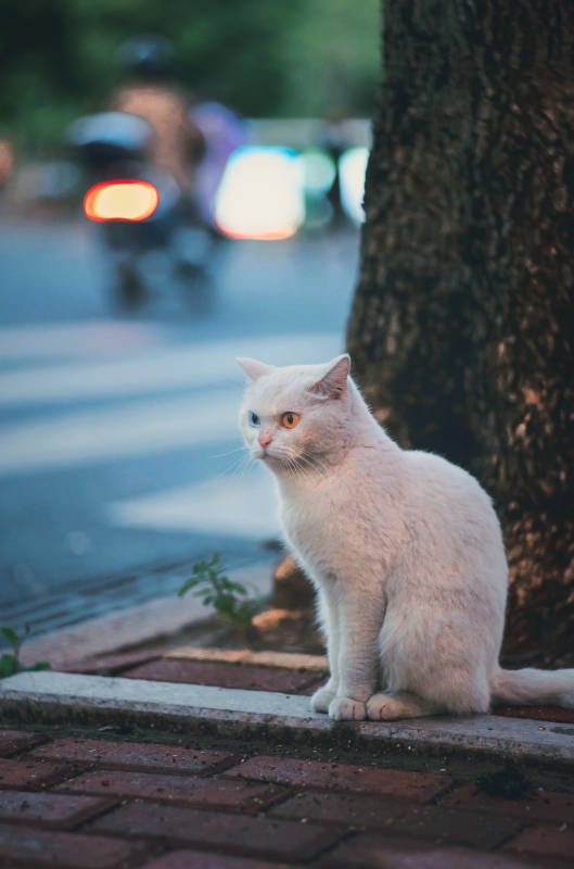 街角的白色猫咪图片
