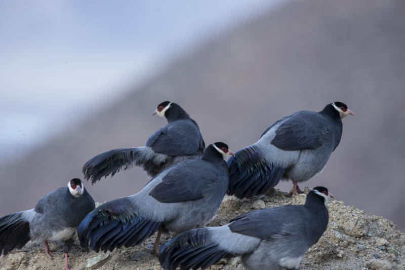 高山藏马鸡图片