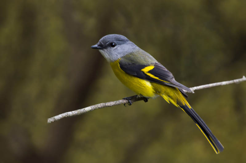 黄腹小鹟栖息枝头图片