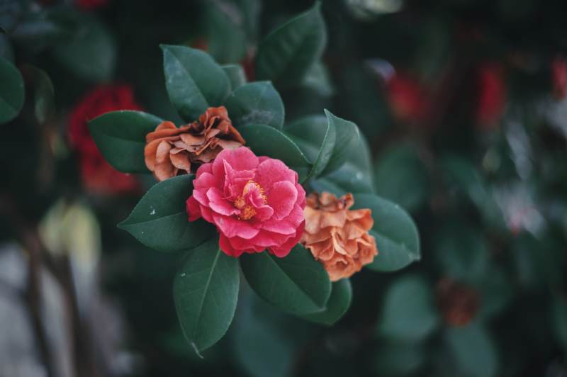 粉色山茶花图片