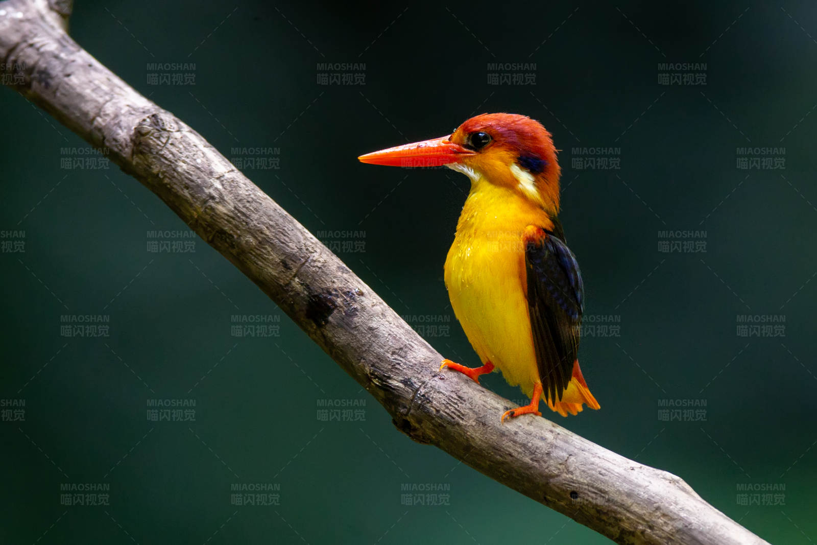 树枝上的彩色翠鸟图片