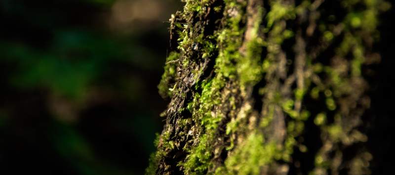 苔藓覆盖的树干特写图片