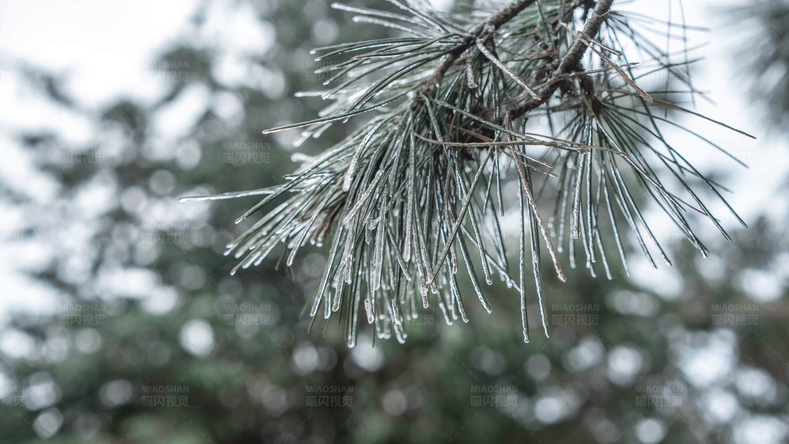 冰封松针图片