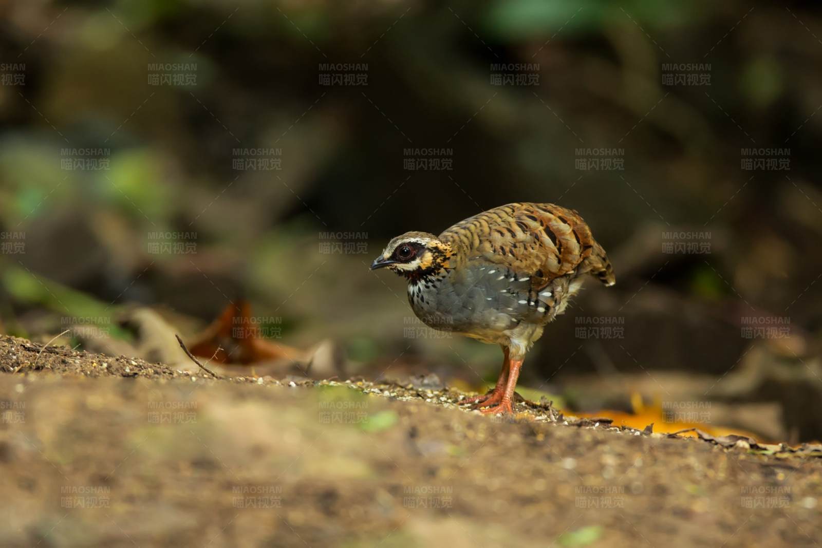 林间小径上的褐胸山鹧鸪图片
