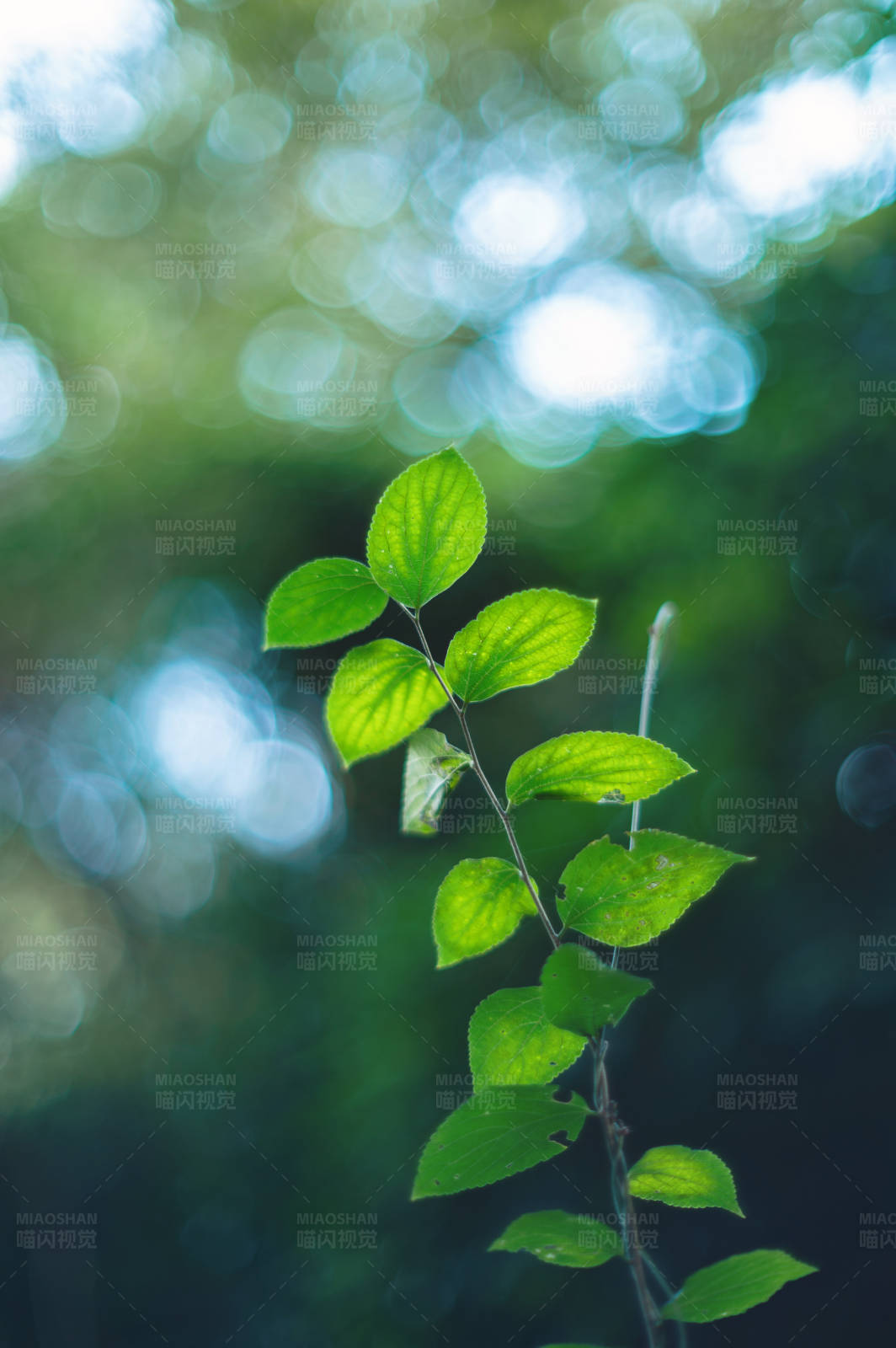 绿叶与光斑图片