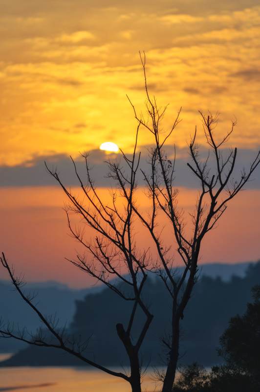 夕阳下的枯树剪影图片