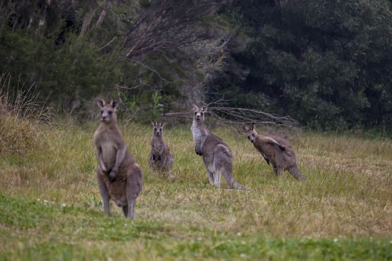 袋鼠群在草地上图片