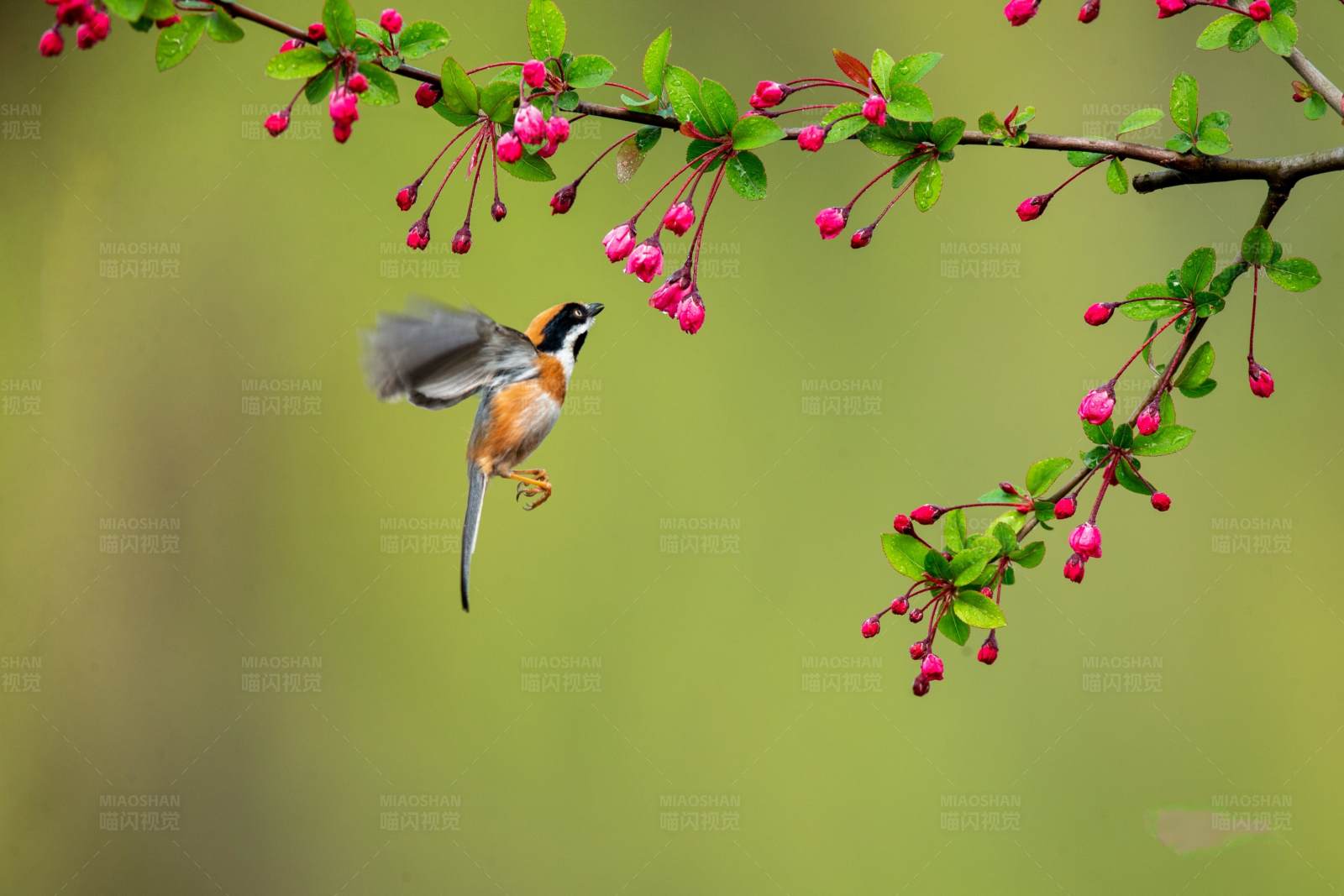 山雀与花枝图片