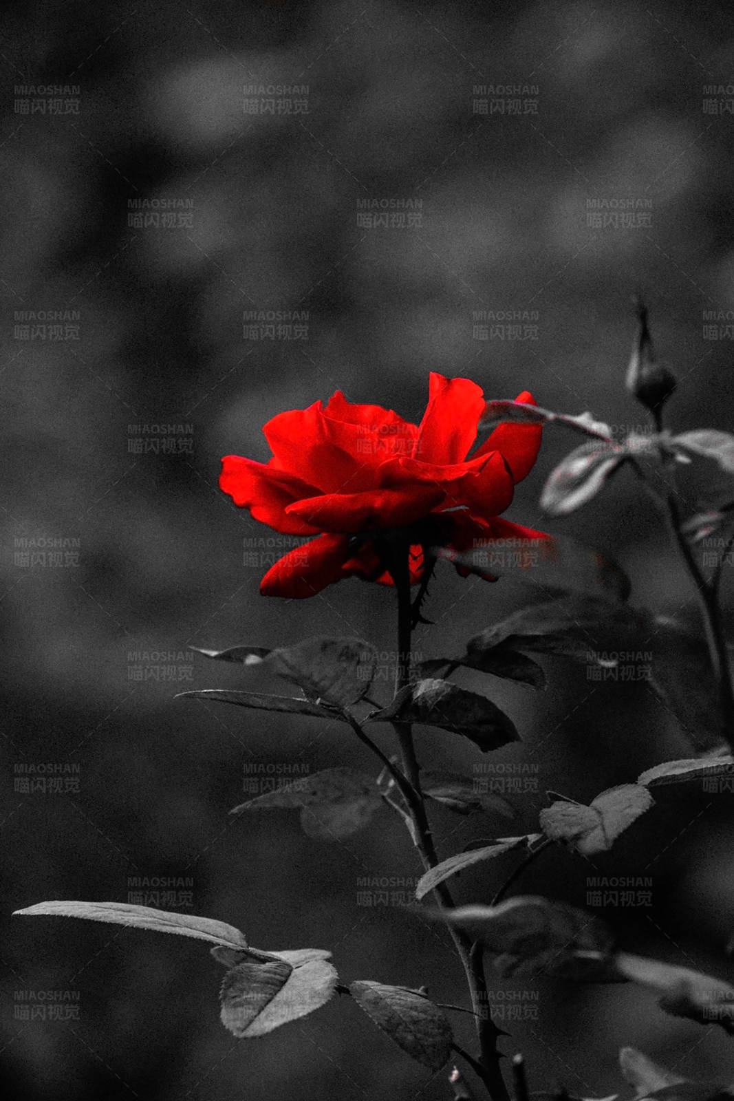红玫瑰 黑白色背景图片