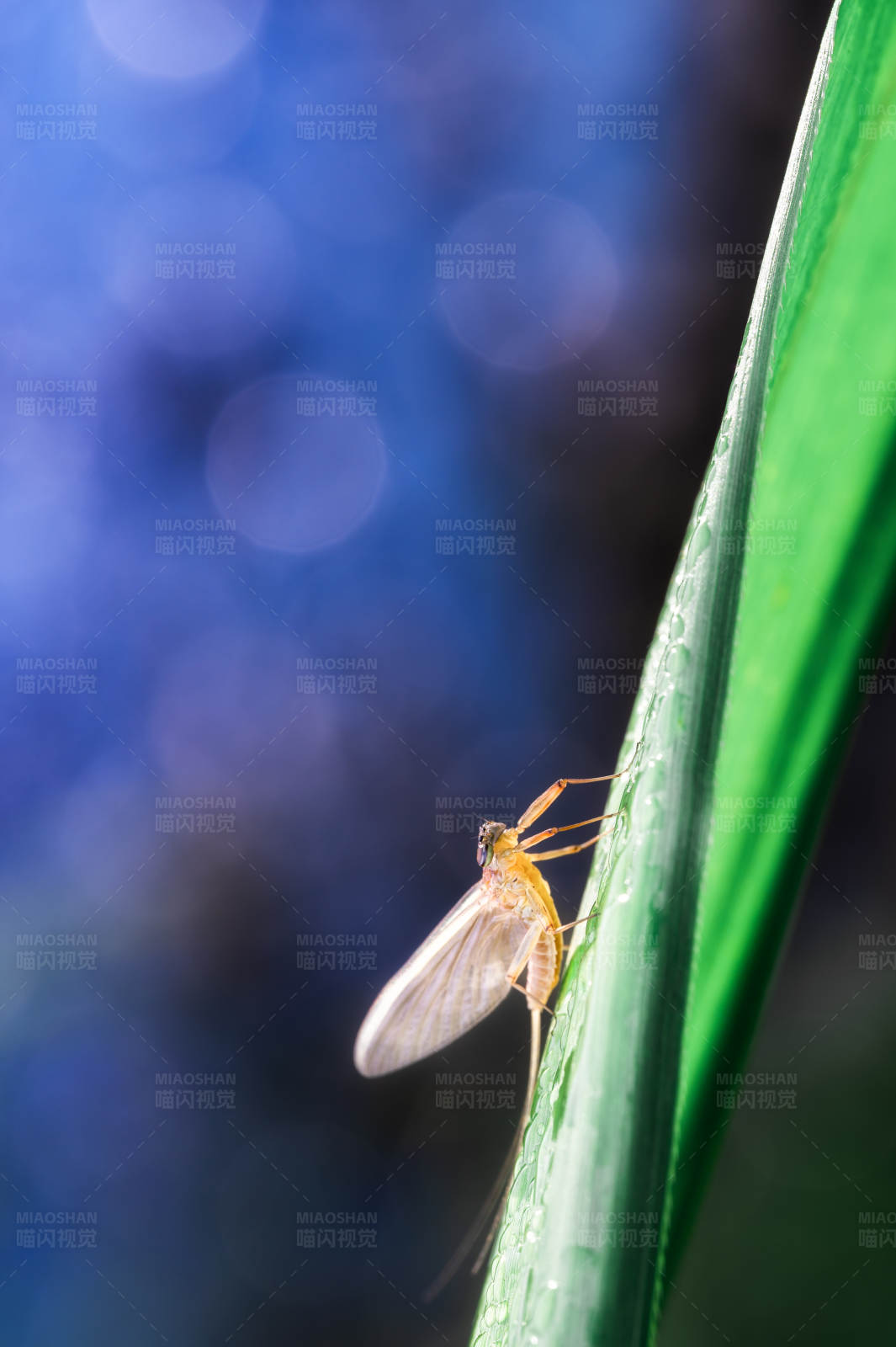 绿叶上的浮游图片