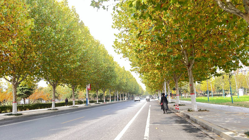 秋日城市街道图片