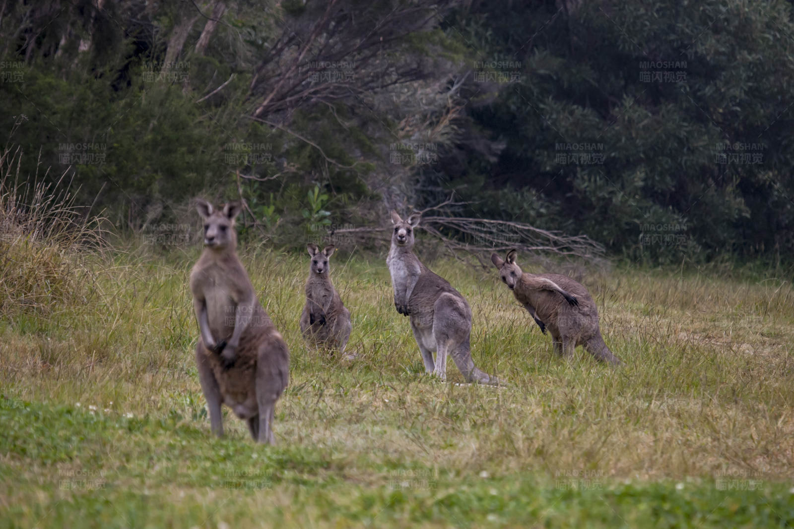 袋鼠群在草地上图片