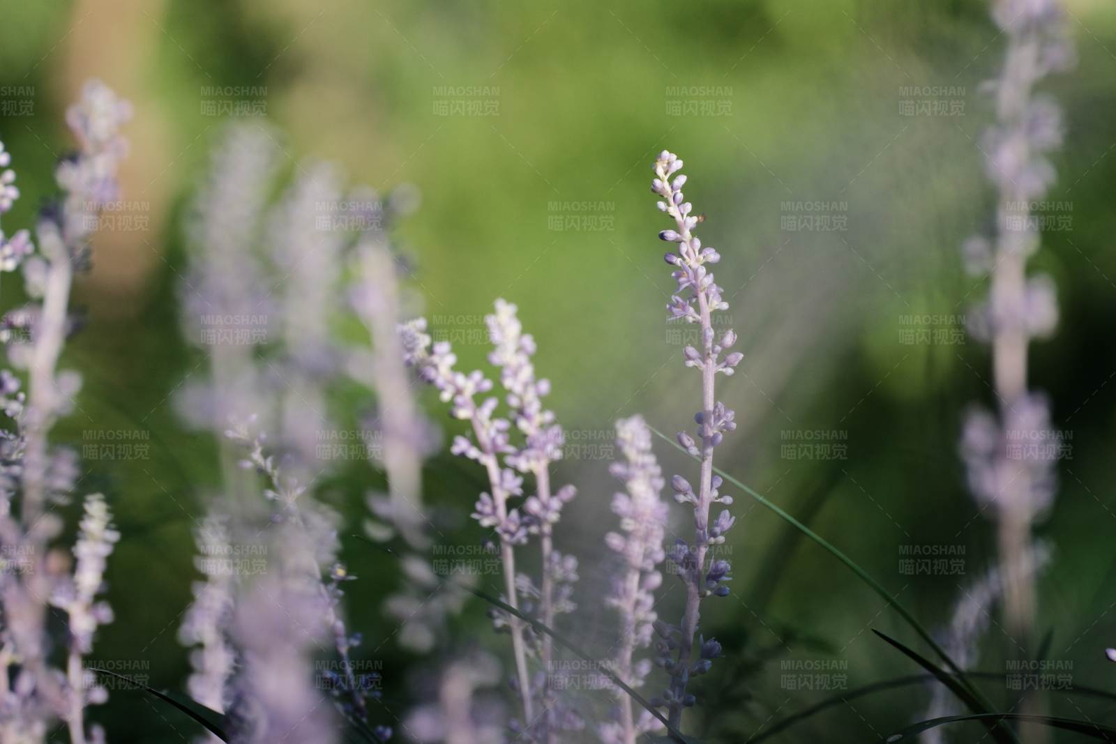 薰衣草的美丽瞬间图片