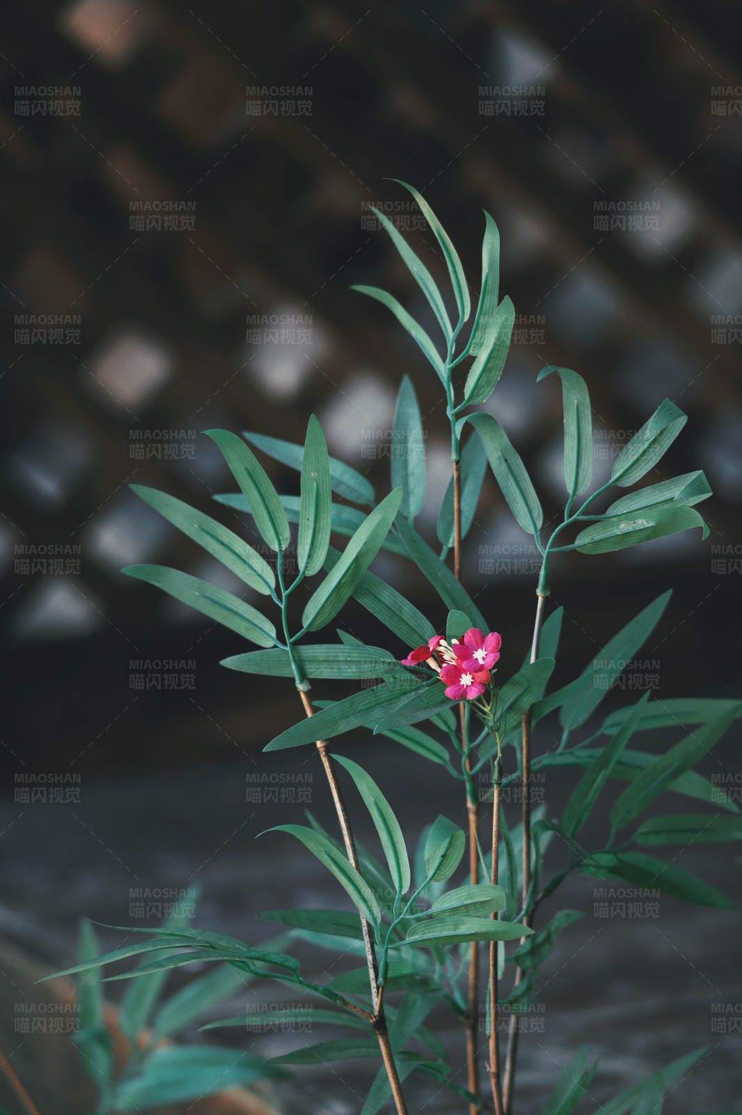 竹叶间的红花图片