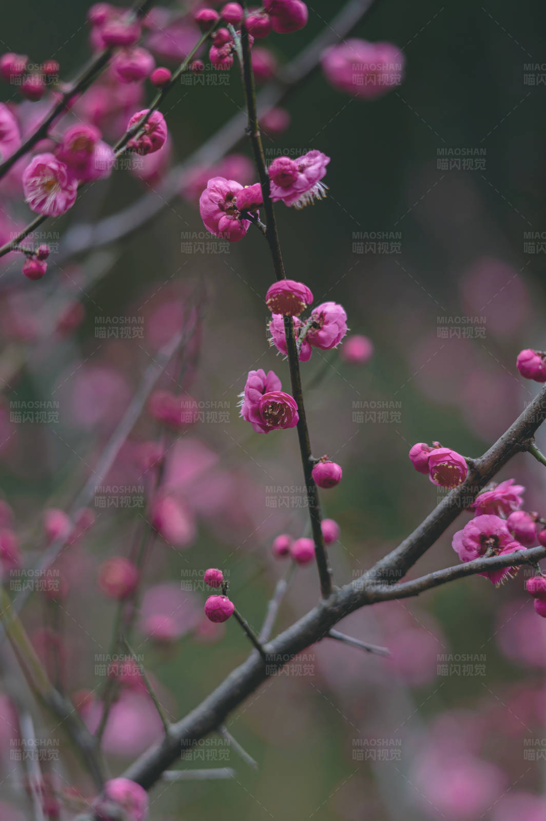 梅花绽放 春意盎然图片