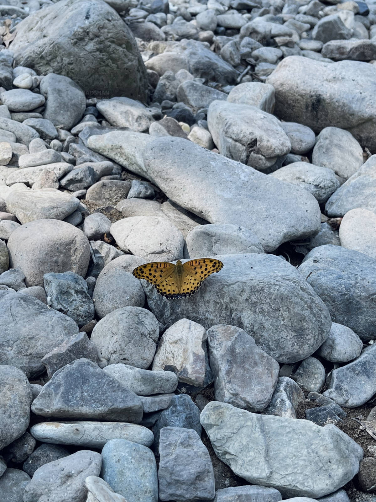 蝴蝶与石海图片