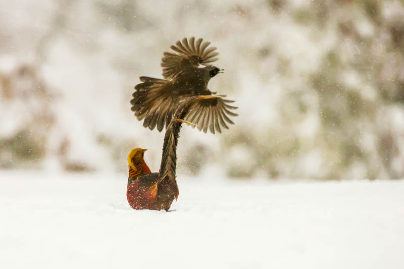 雪地上的飞翔瞬间图片