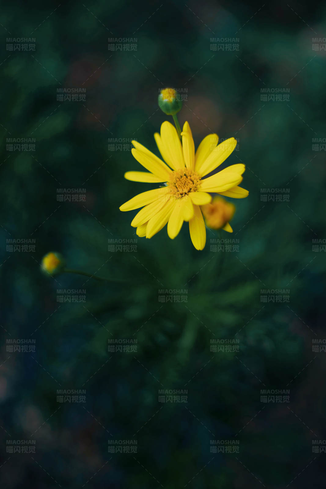 黄色花朵的特写图片