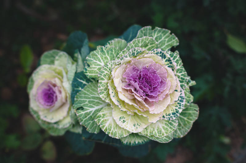 紫色花心的羽衣甘蓝图片