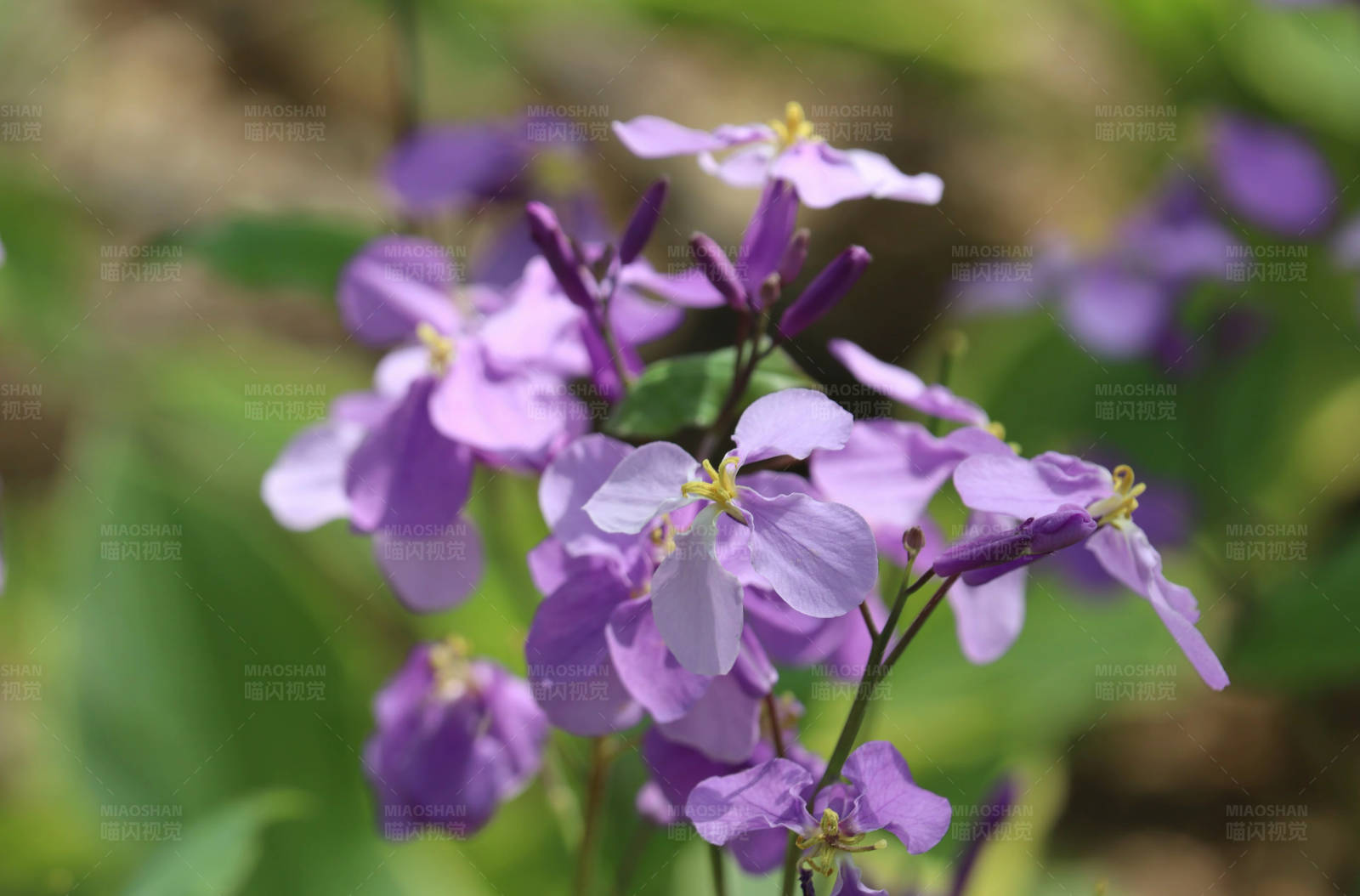 二月兰绽放图片