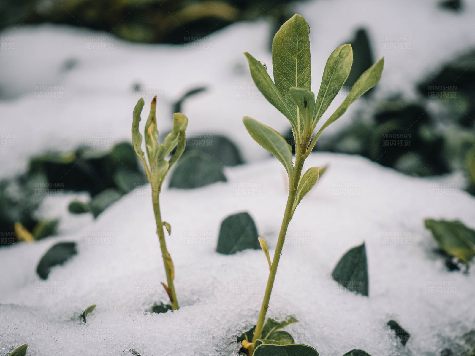 雪中新生图片