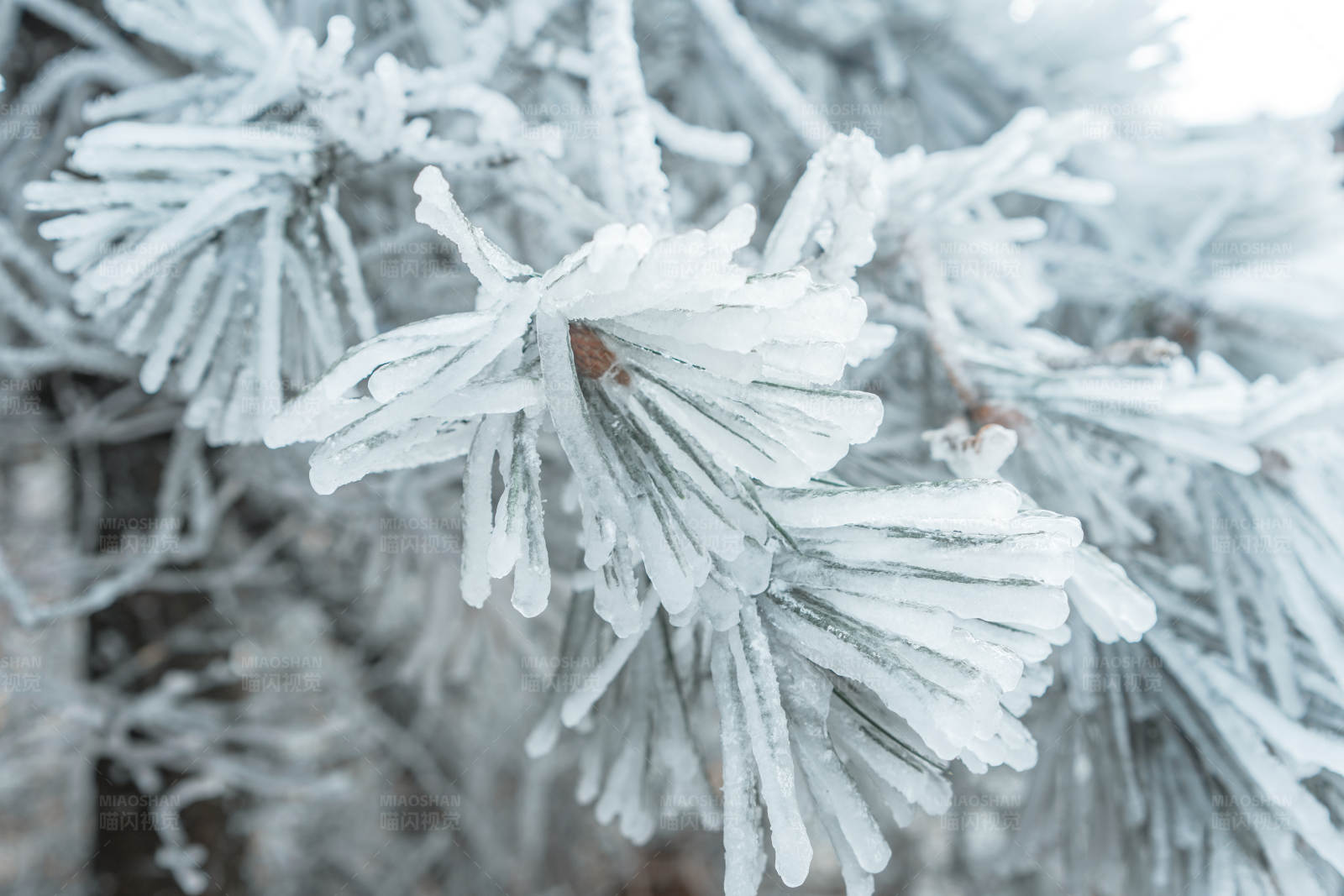 冰封松针图片