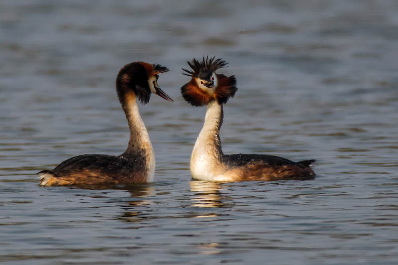 湖上两只凤头鸊鷉图片