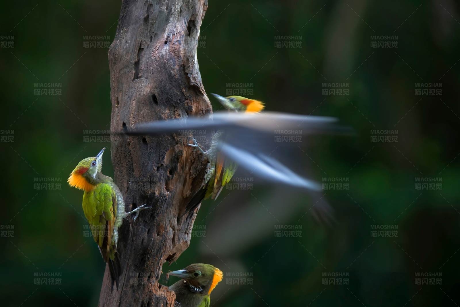 啄木鸟的忙碌一天图片
