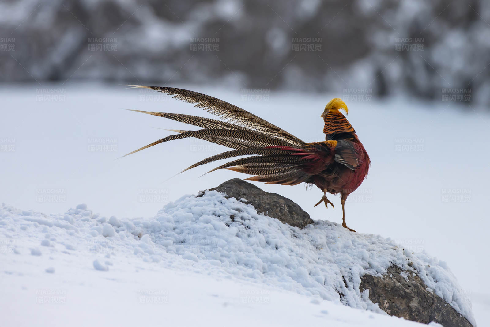 雪地中的华丽雉鸡图片