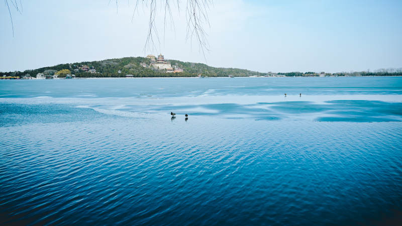 颐和园湖光山色 鸭子悠闲游弋图片