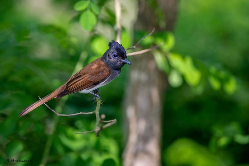 林间小鸟紫寿带图片