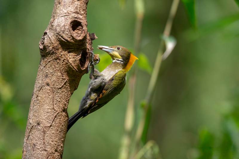 啄木鸟觅食图片