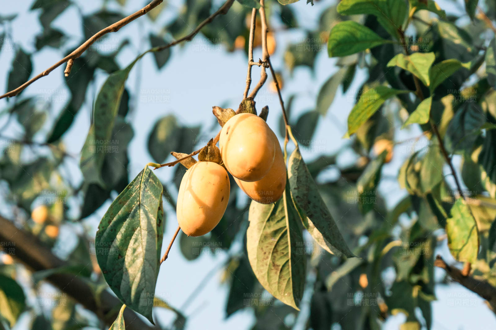 树上挂着两个柿子图片