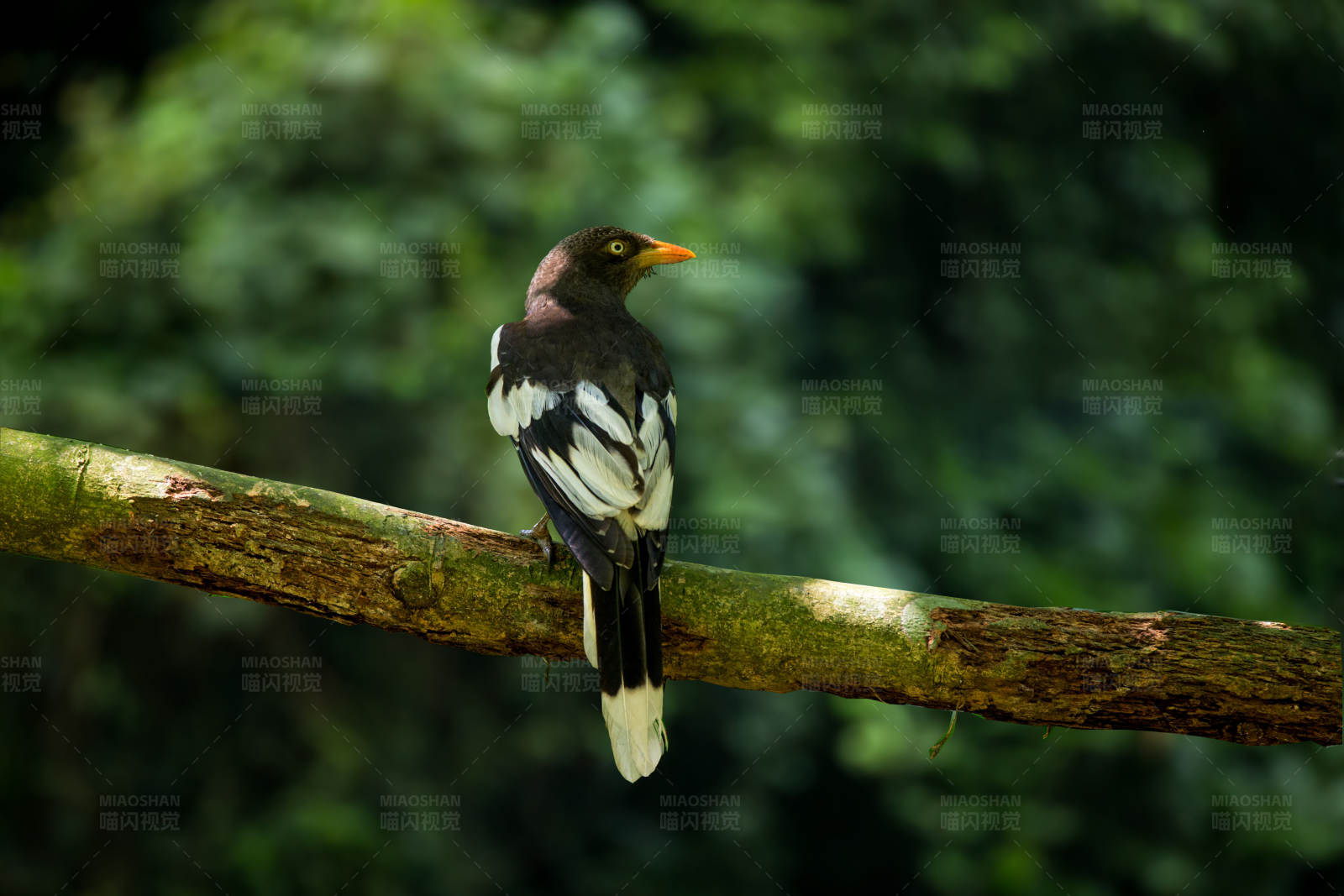 白翅蓝鹊静歇栖枝图片