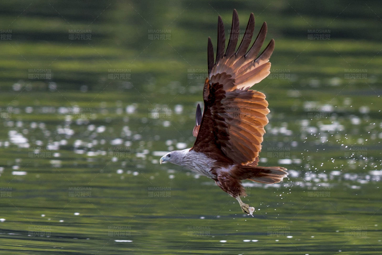 鹰击长空 水花四溅图片