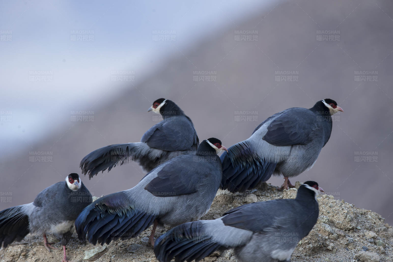 高山藏马鸡图片
