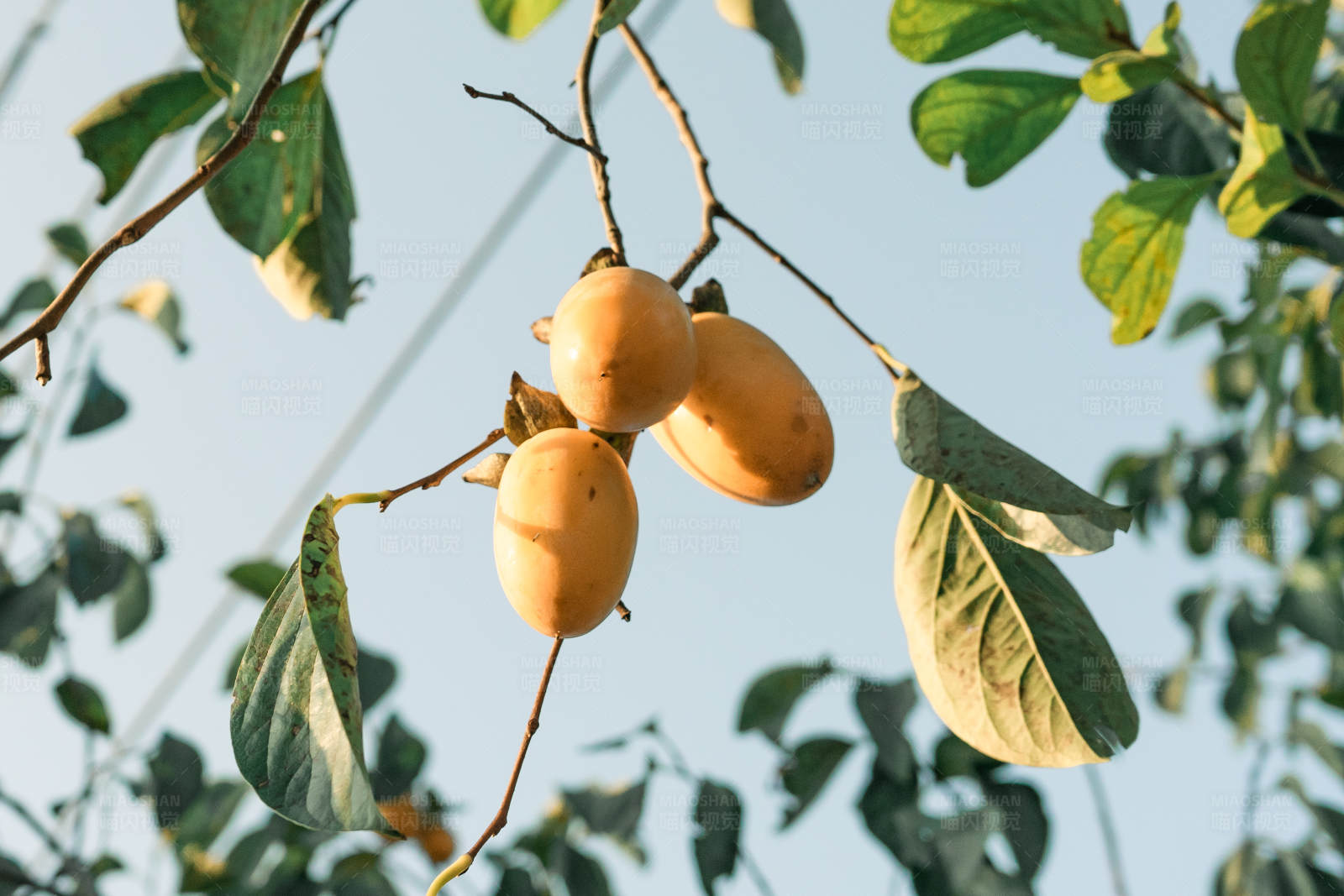 树上挂着的柿子图片