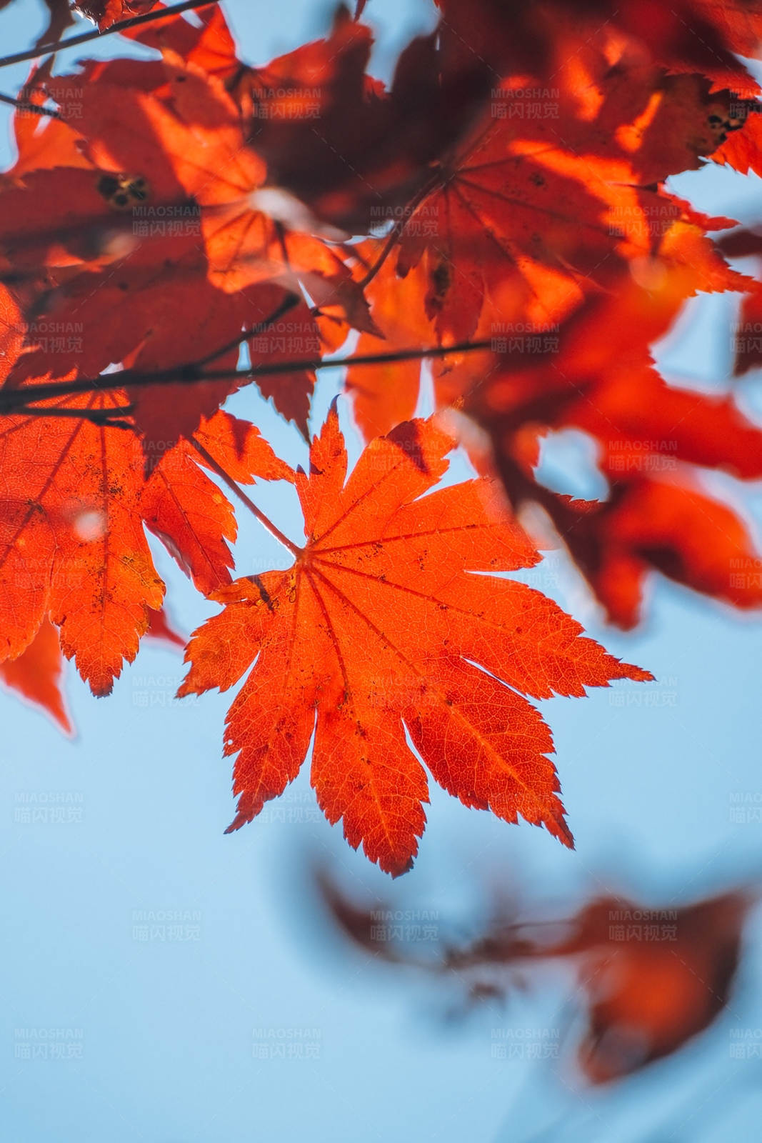 秋日红叶映蓝天图片