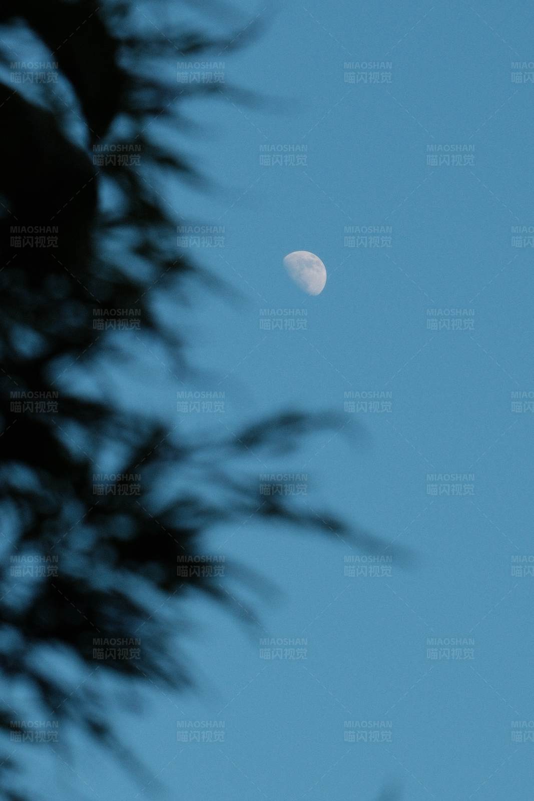 半月高悬 树影婆娑图片