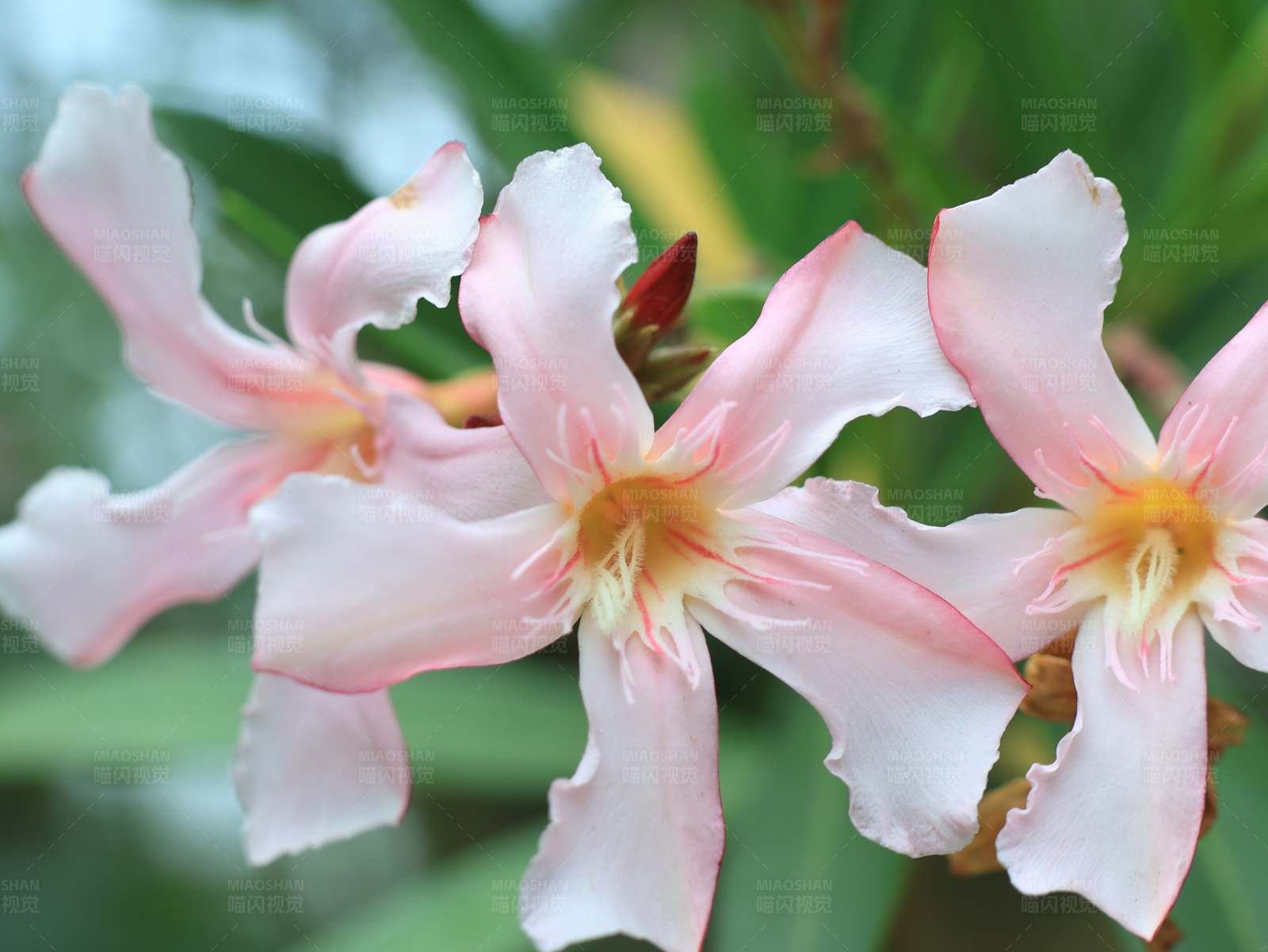 欧洲夹竹桃图片