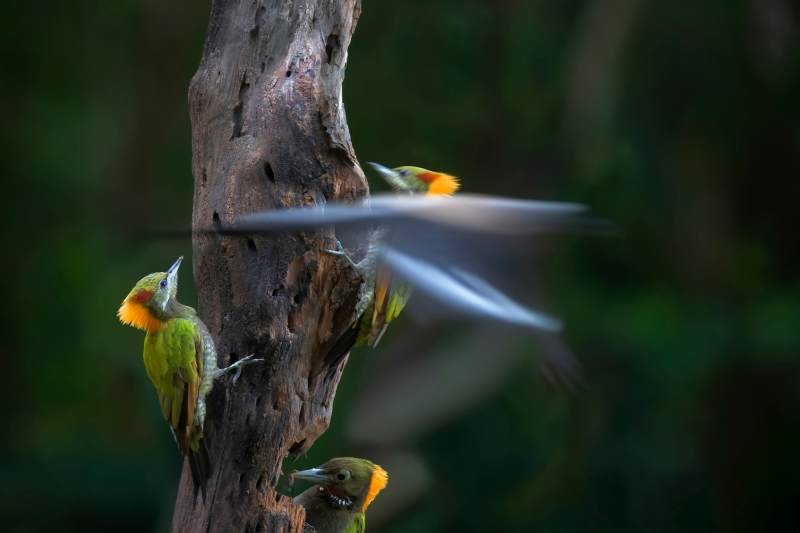 啄木鸟的忙碌一天图片